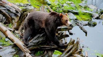 Alaska