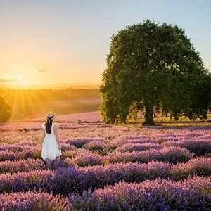 Bridestowe Lavender Estate