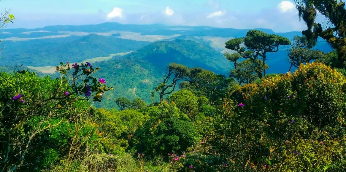 Bwindi by Air - photo 6