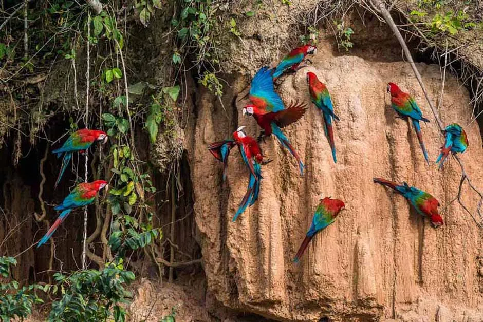 Amazon Discovery Cruise 