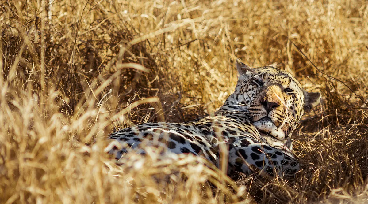 Kruger National Park Fly In Safari 