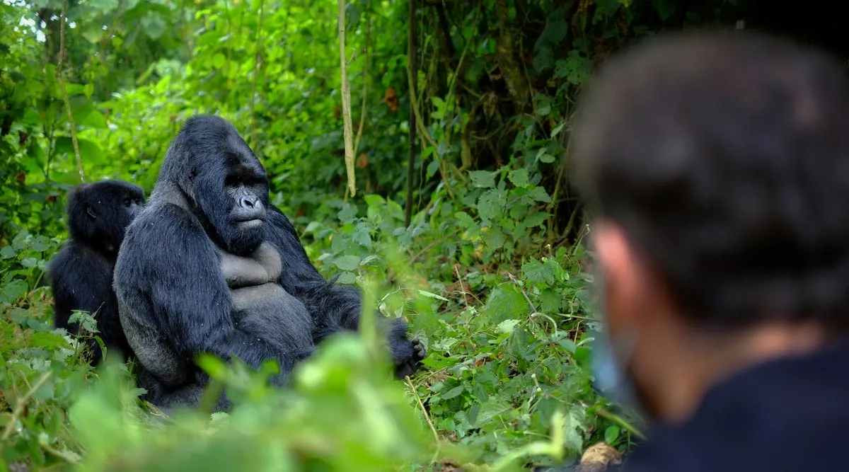 Nyungwe Forest National Park