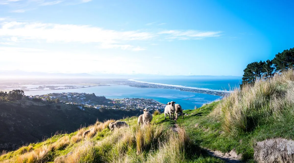 South Island Discovery Drive