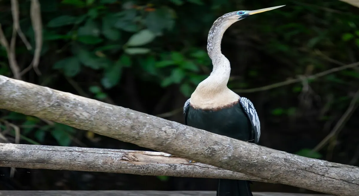 Amazon Discovery Cruise 