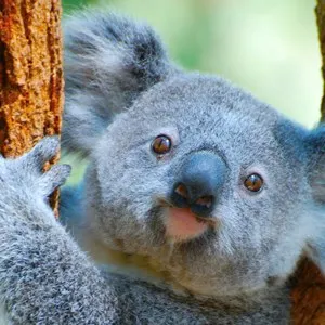 Billabong Sanctuary