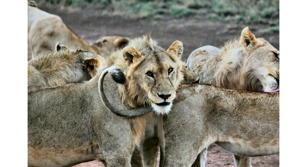 Tanzania Classic Safari