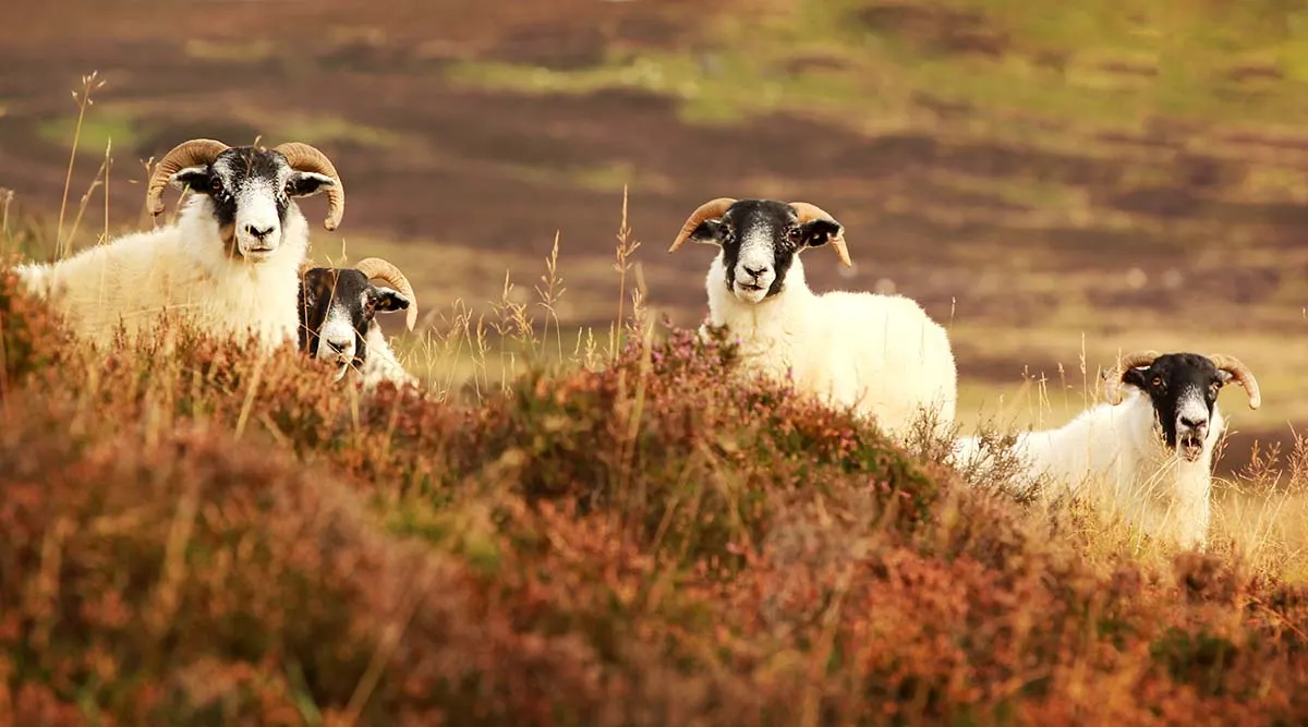 Scotland Highland Panorama and Skye Small Group Journey