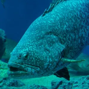 Phuket Aquarium