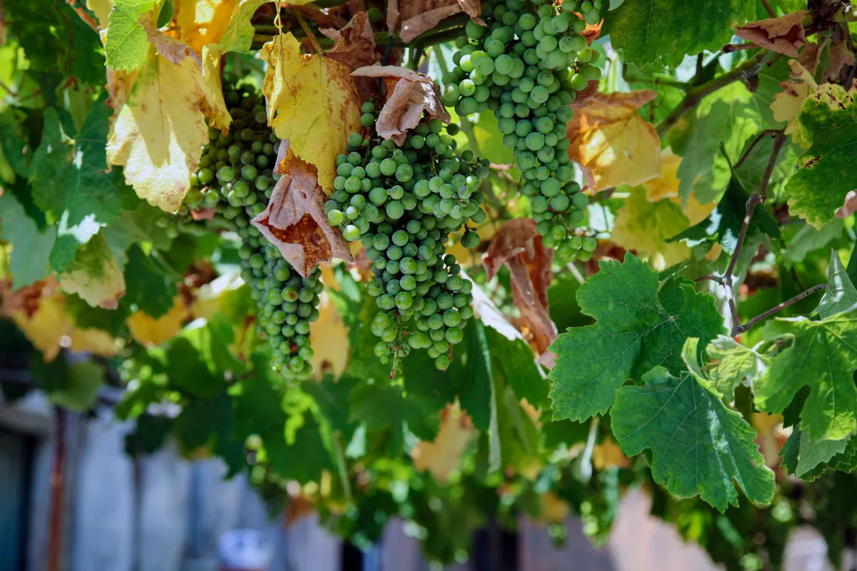 Treasures of Sicily Private Journey