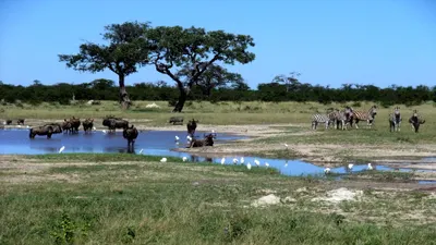 Two Wilds, One Botswana Safari