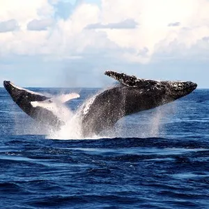 breaching whales