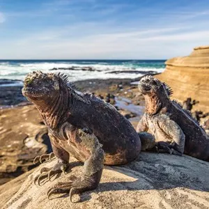 Iguanas warming in the sun on volcanic rocks on Puerto Egas (Egas port) Santiago island, Ecuador