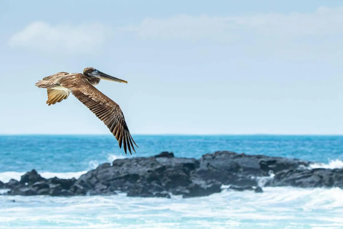 Galapagos Northern Route Cruise Aboard MC Alya 