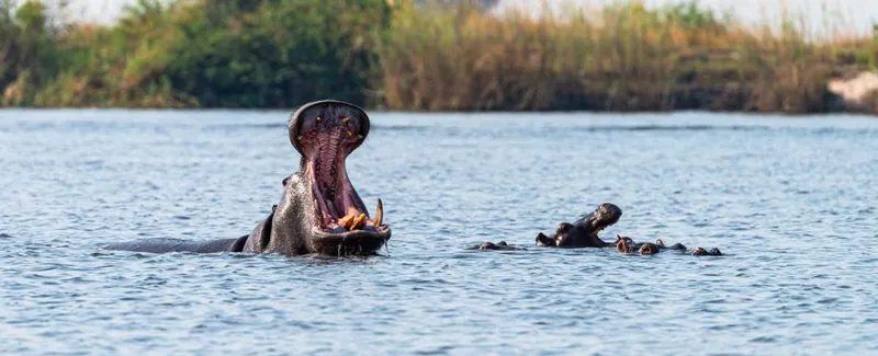 Chobe National Park