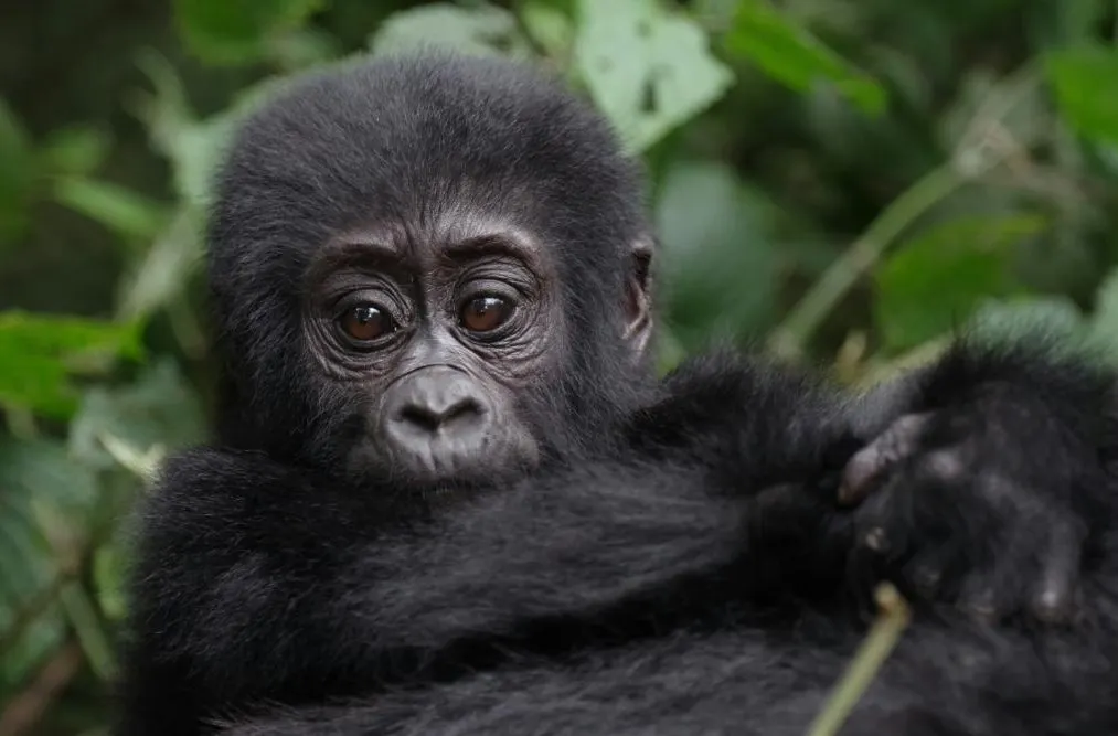 Gorillas Through the Mist