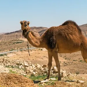 Negev Desert