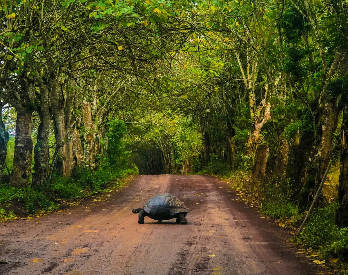 Peru Machu Picchu and Galapagos Islands Cruise