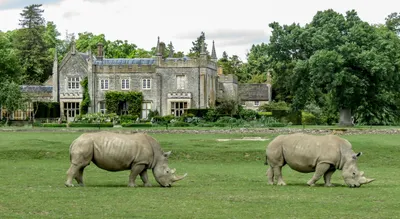 Cotswolds