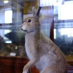 Estonian Museum of Natural History