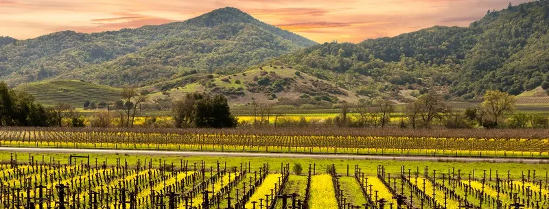 Napa Valley