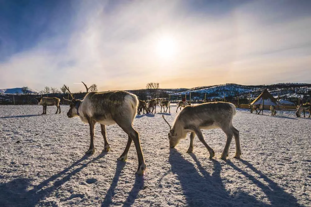 Norway's Winter Northern Lights Escapade
