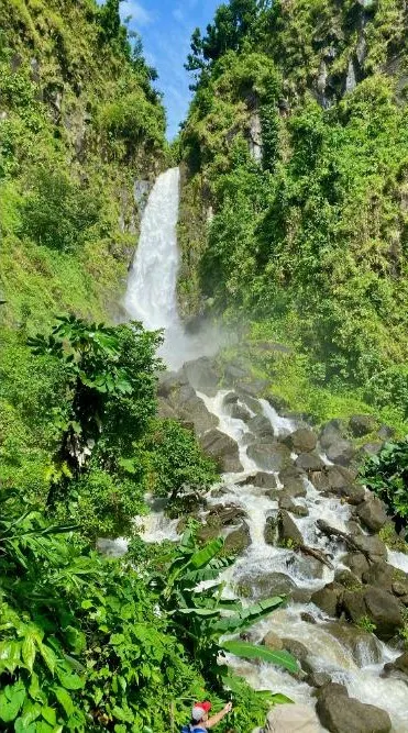 Roseau