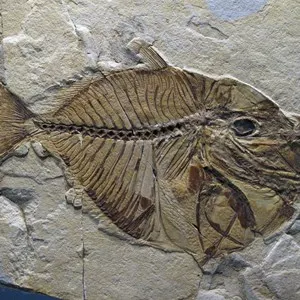 Fossils Museum of Bolca