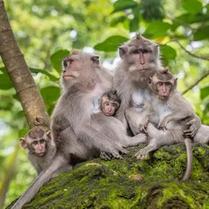 Sacred Monkey Forest Sanctuary, ubud, bali
