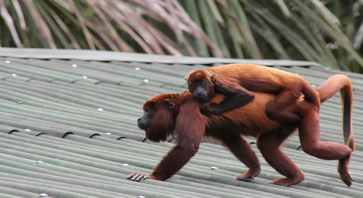 Amazon Discovery Cruise 