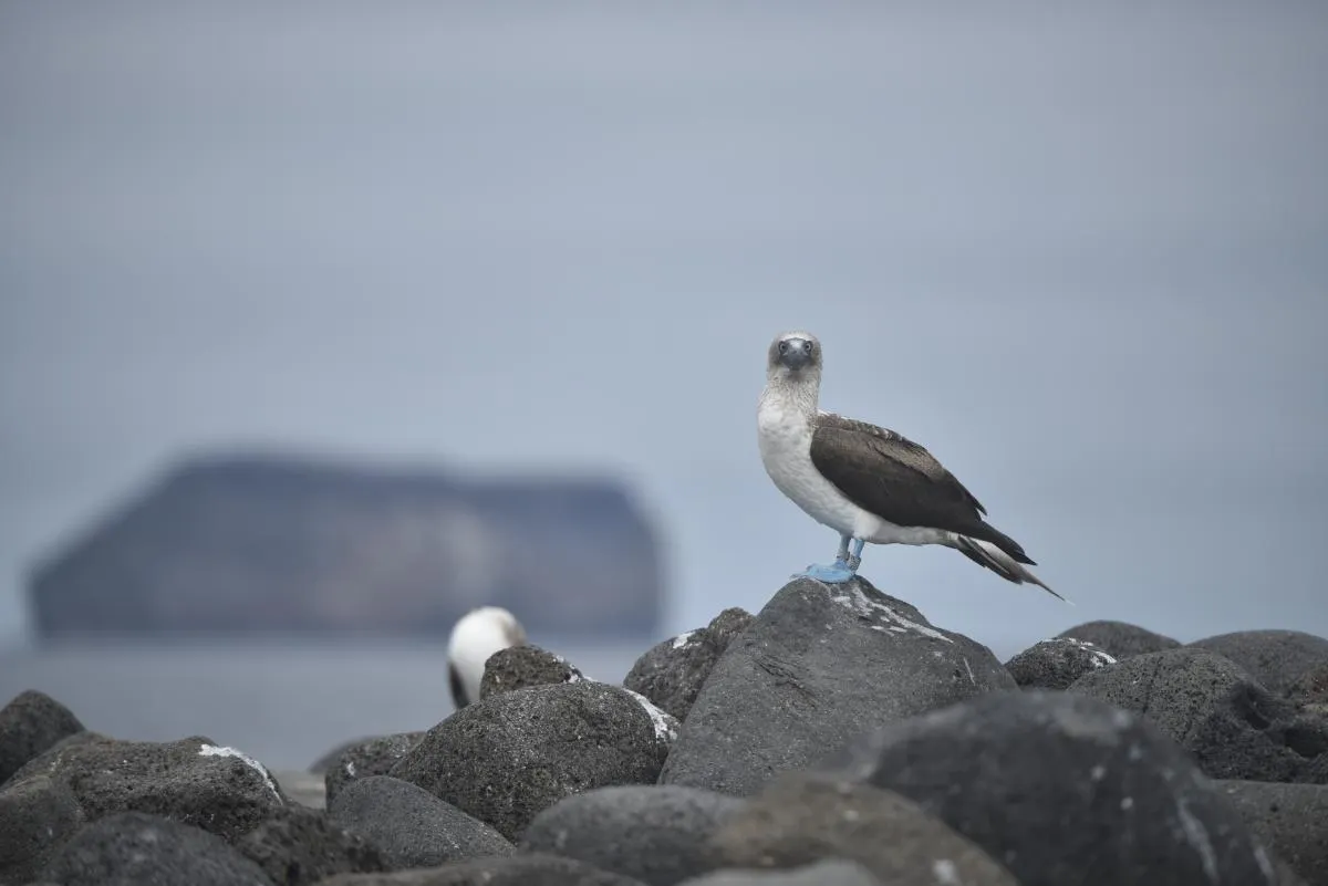 Galapagos Northern Route Cruise Aboard MC Alya 