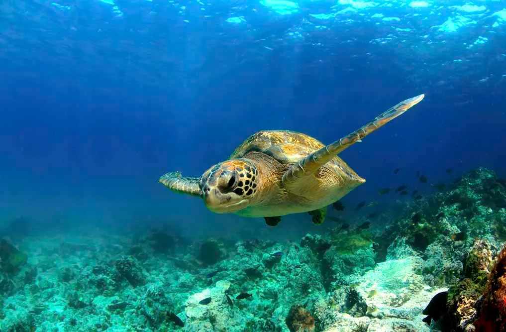 Peru Machu Picchu and Galapagos Islands Explorer