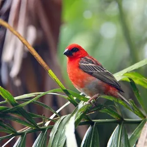 Bird Island