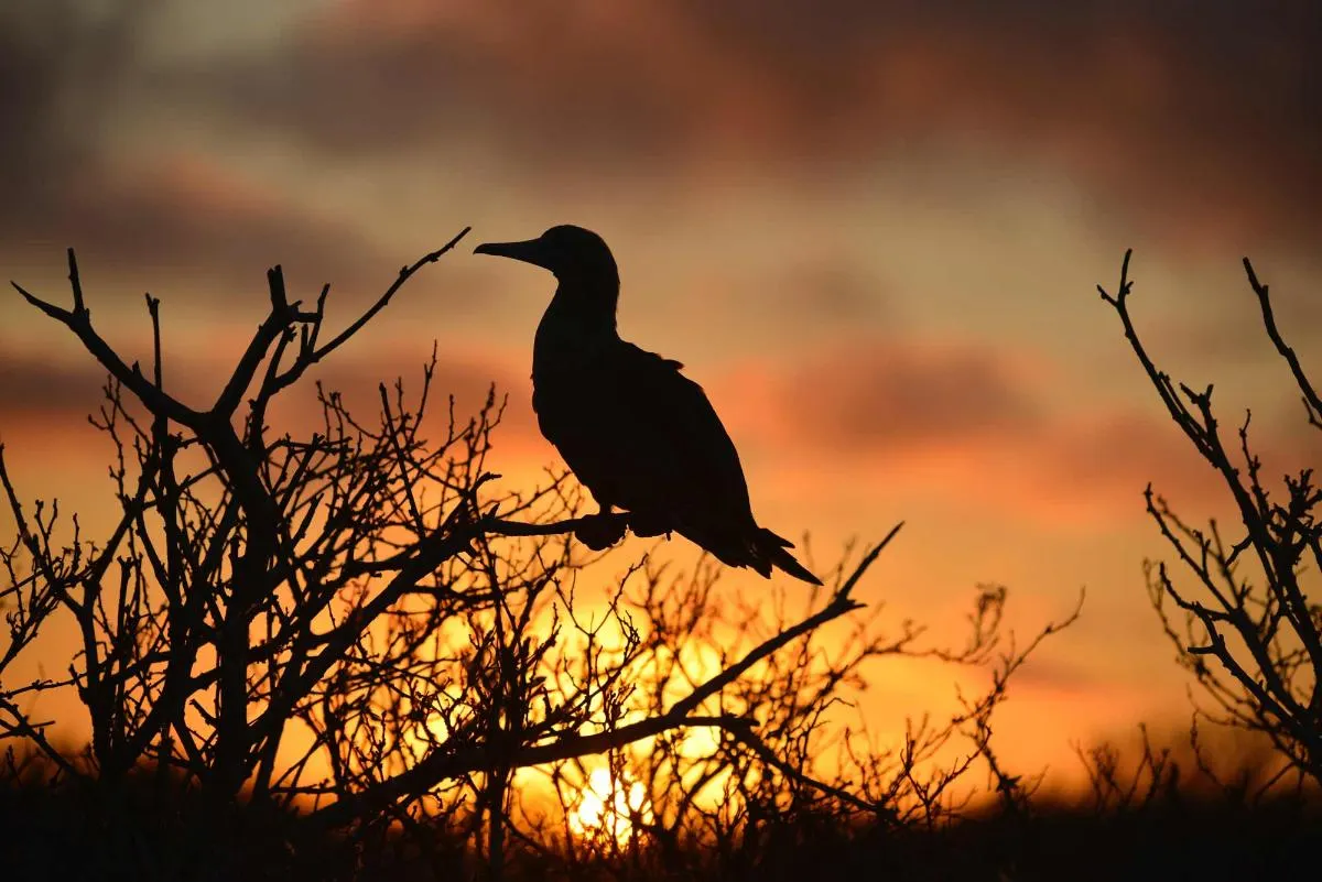 Galapagos Northern Route Six Days Aboard MC EcoGalaxy 