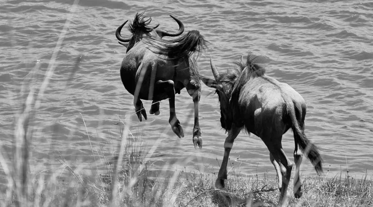 East African Explorer Shared Kenya & Tanzania Safari 