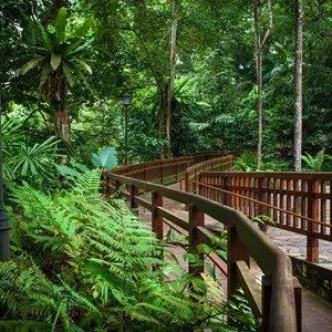 Walkway through the tropical ferns and trees