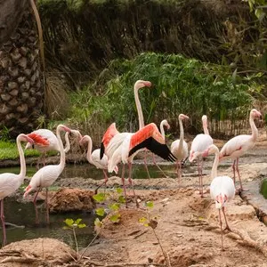Lagos Zoo