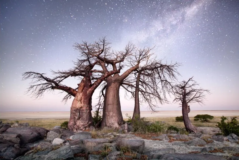 Maun