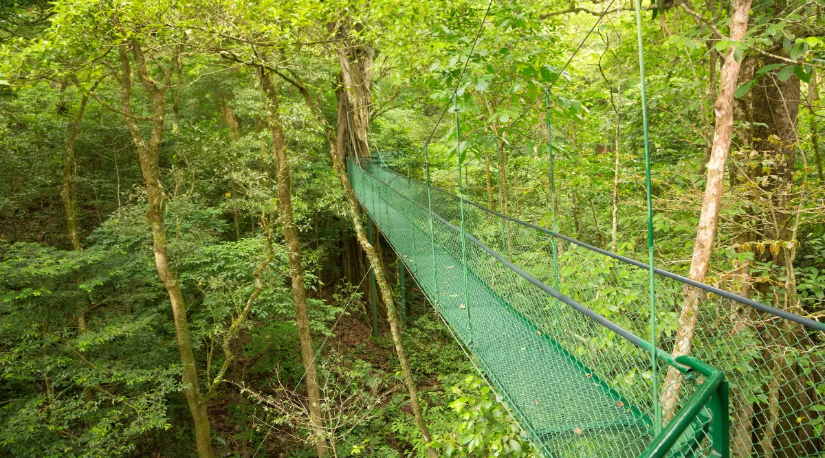 Rainforests, Beaches, and Wildlife: Manuel Antonio Discovery 