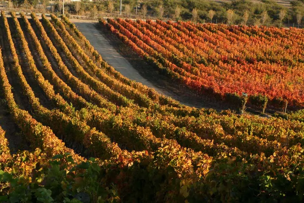 Santiago Wine Route Private Journey