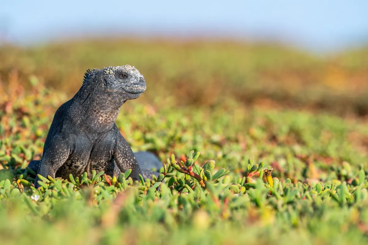 Galapagos Islands Southern Route Cruise Aboard MC Alya