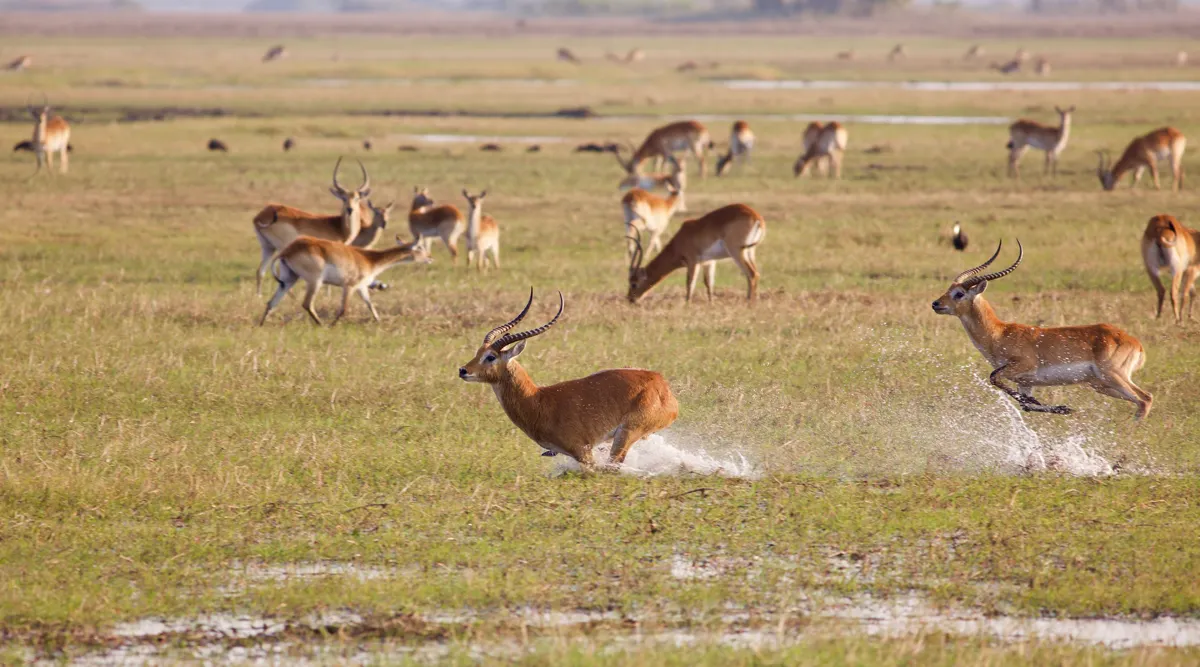 Zambia