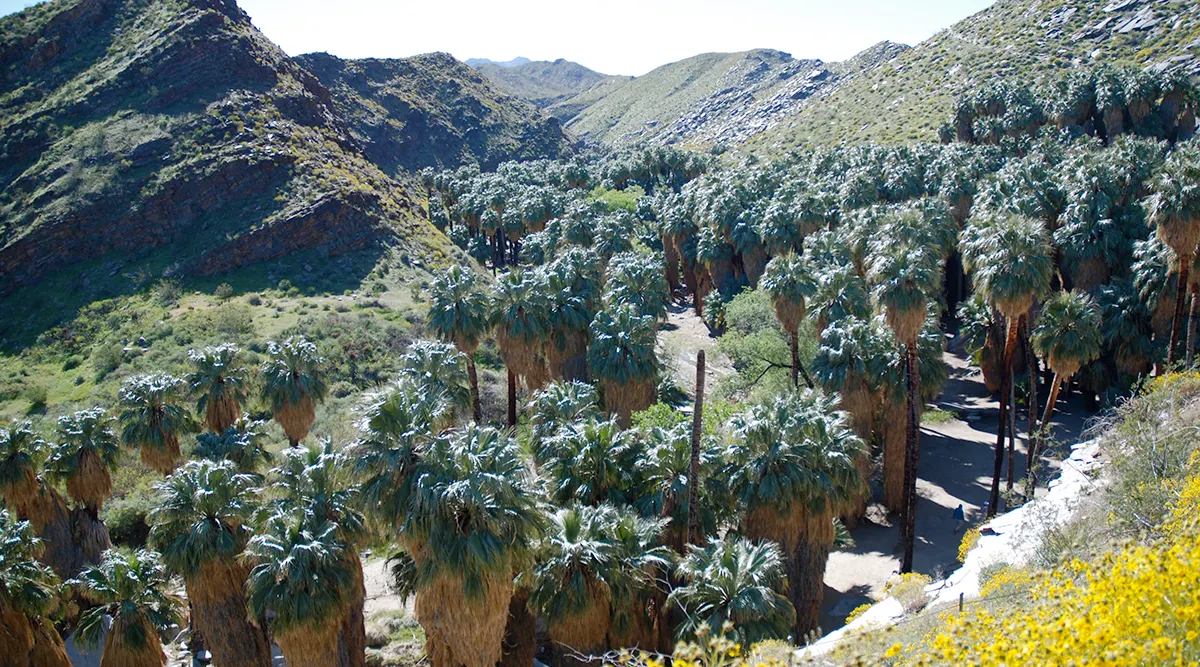 Coastal Palms to Desert Springs