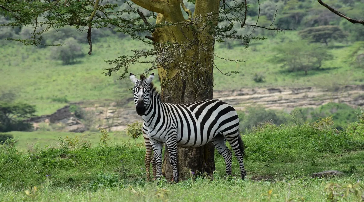 Masai Mara A La Carte