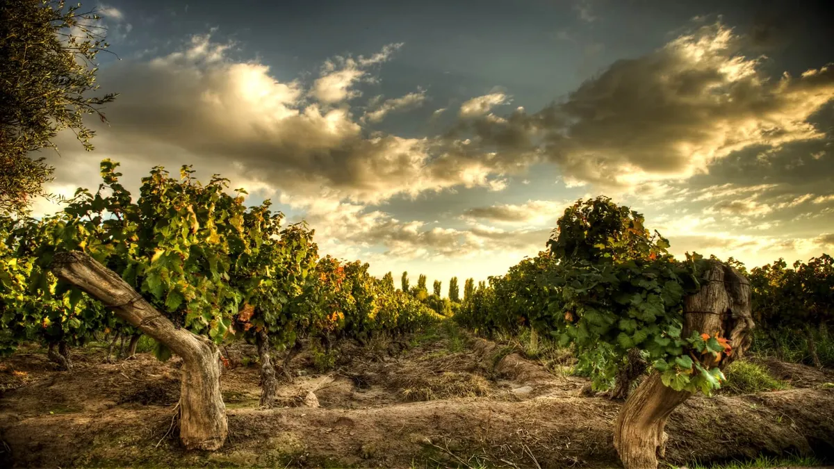 Andean Wine and Culinary Explorer