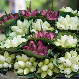 Lotus flowers are sold on street by street vendor in Hanoi, Vietnam