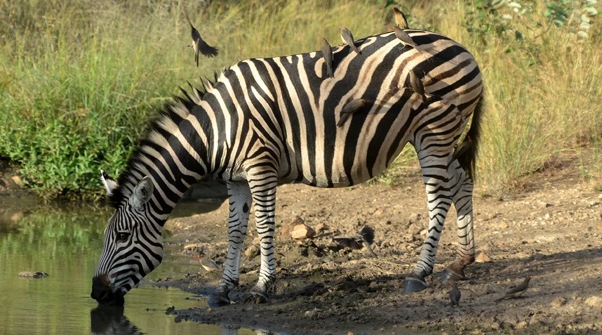 Kruger National Park Fly In Safari 