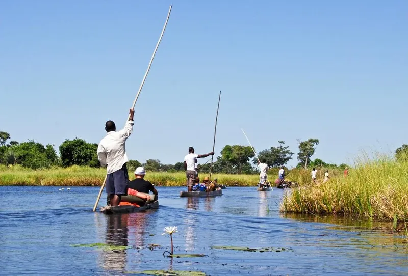 Maun