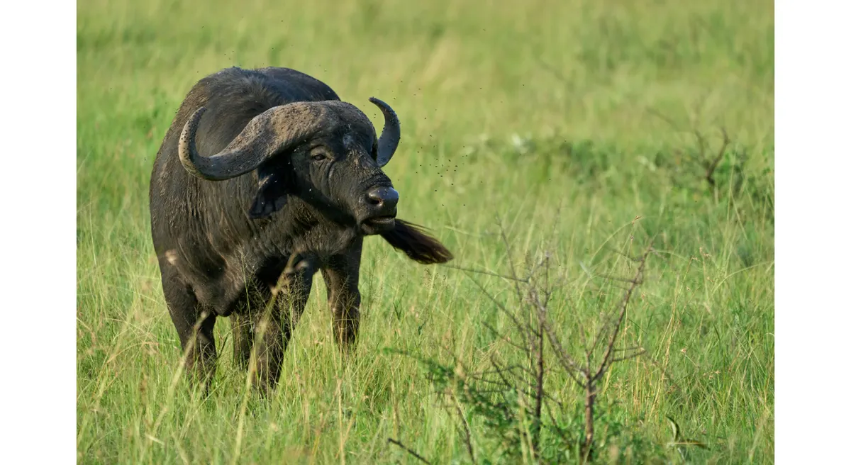 Tanzania Classic Safari