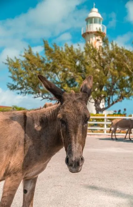 Romantic Turks and Caicos