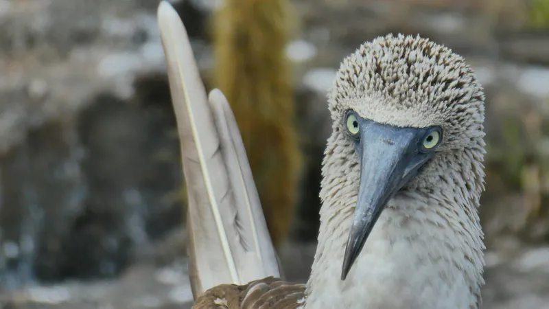 Galapagos Islands